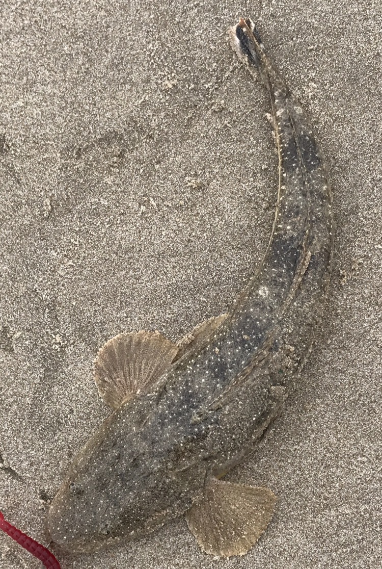 7.11釣果 最近の釣り