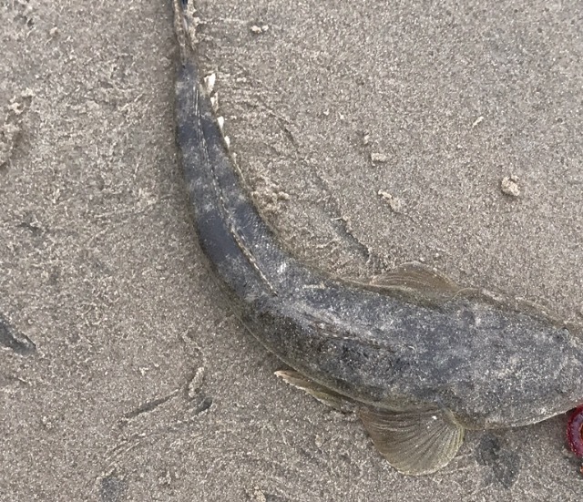 7.11釣果 最近の釣り