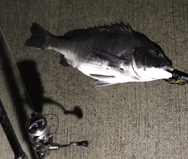 7.11釣果 最近の釣り
