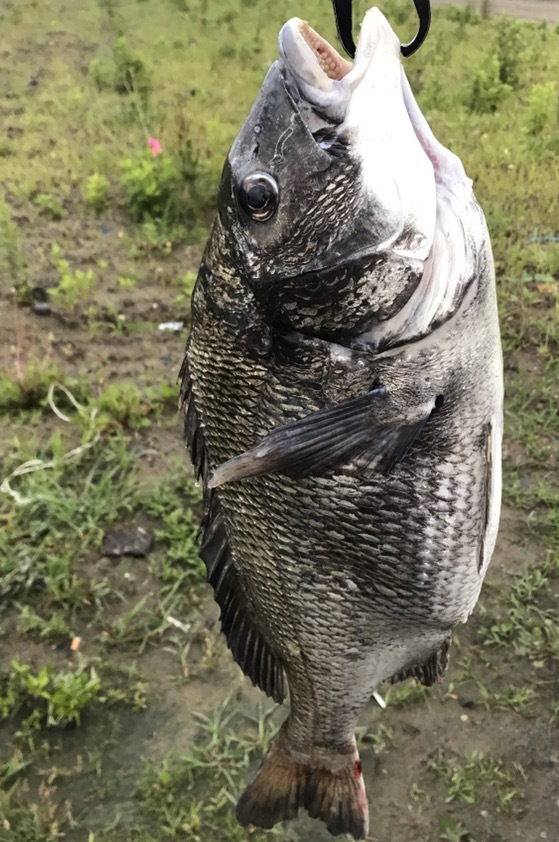 7.11釣果 最近の釣り