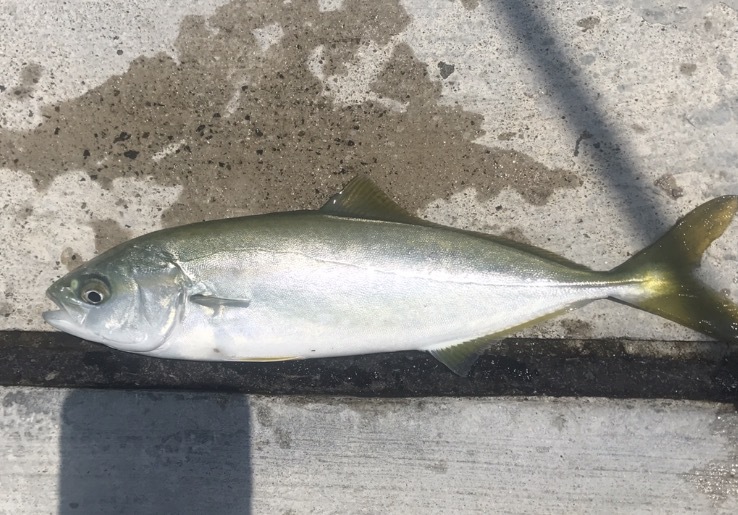 7.11釣果 最近の釣り