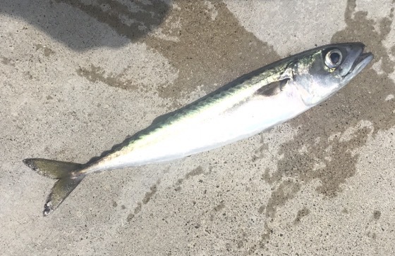 7.11釣果 最近の釣り