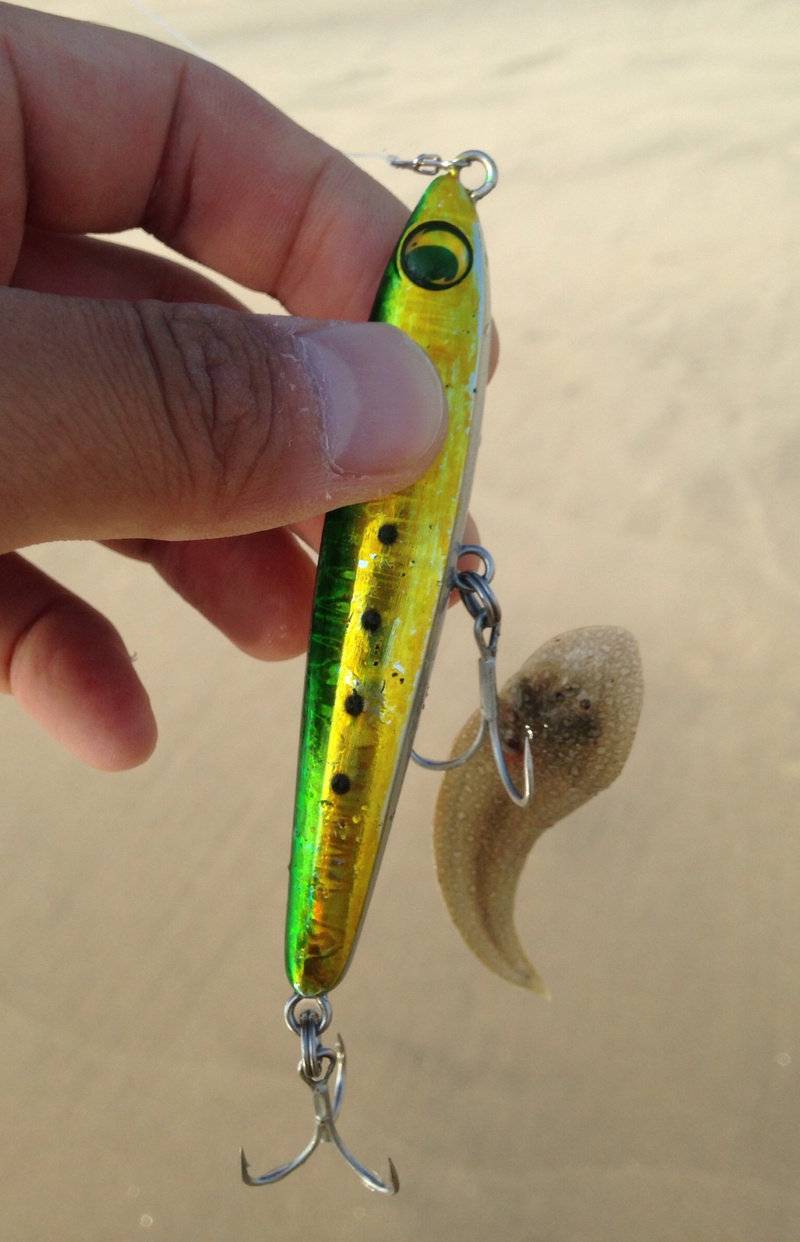 10.20釣果 サーフでデカイの！