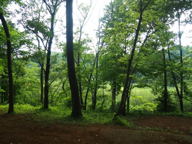 フォンテーヌの森 つくばキャンプ場 〜 平地の森で無防備キャンプ