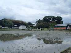 田植えイベント