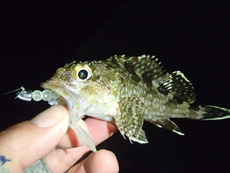 相生散策と赤穂エリアの釣行