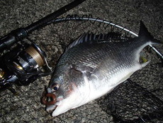 シーバスフェス後の阿南エリア釣行