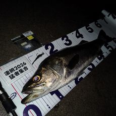 未使用】APIA Foojin'Z EXIV EVE-RUN S86ML Pre-Order Apia 25 Foojin