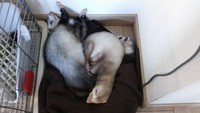 しなぱぱ日記…お昼寝♪ 2014/06/18 16:34:16
