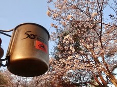 ＊朝日を浴びる桜と私！ 2022/04/09 06:33:30