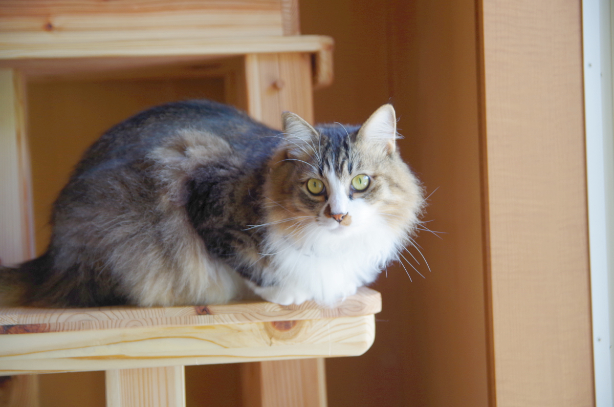 山口県光市室積にある山の上の猫カフェ 山猫軒 さん紹介 きゃんぷのひかり