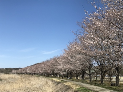 今日は安定の出会いの森だけど風が強ぇぇぇ！！！