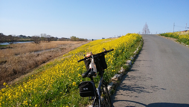 利根運河ビリケンマラソンと菜の花＜千葉なのにビリケン？＞3