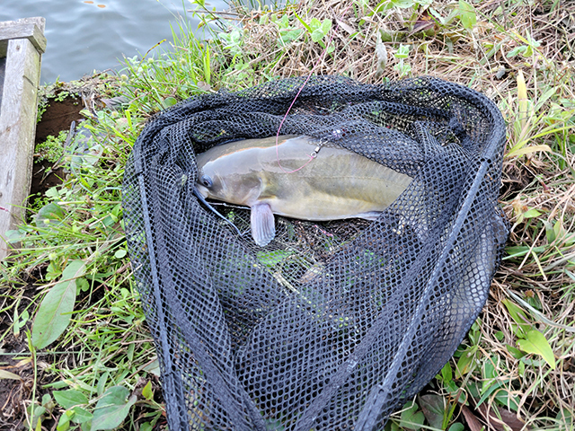 アメリカナマズ（チャネルキャットフィッシュ）近くの川で釣れました！②