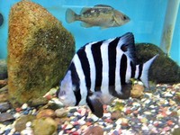生き物たち振り返り