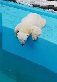 ツヨシ、お嫁に行く