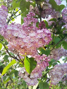 平日の夕方　川下公園のライラック