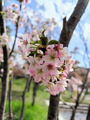 美唄にて桜
