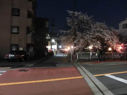 近所で夜桜見物