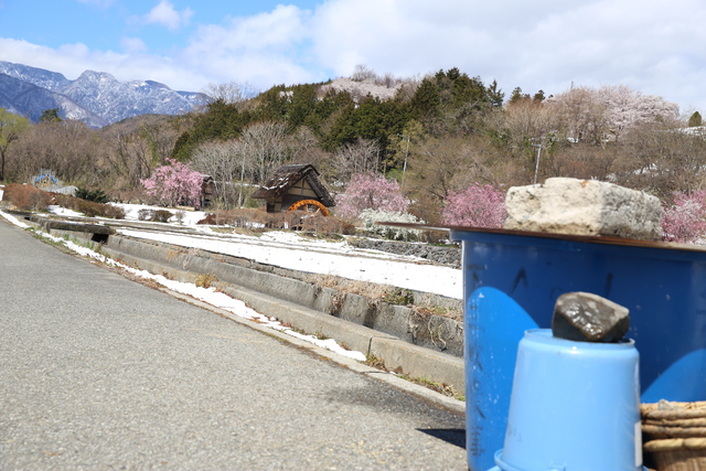 桜を求めて北斗市へ　　三景園キャンプ場