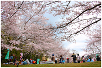 遠出して花見　～亀池公園～