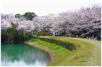 遠出して花見　～亀池公園～