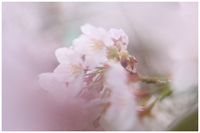 遠出して花見　～亀池公園～