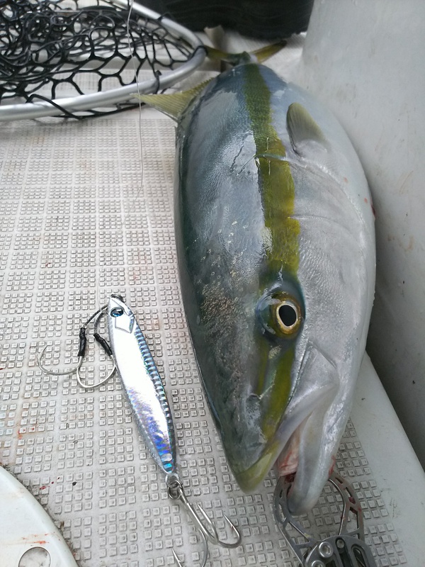 しぐ日記 初釣り 観音崎沖青物ジギング ワラサ