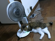 レッツ・・・分かりますよー