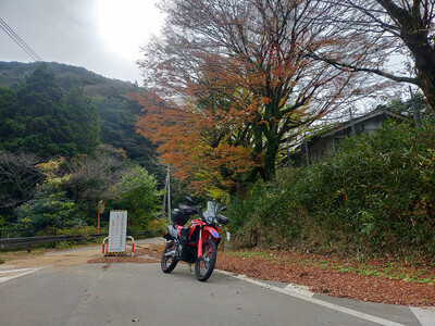 レッツ・・・紅色と黄色とラリー？