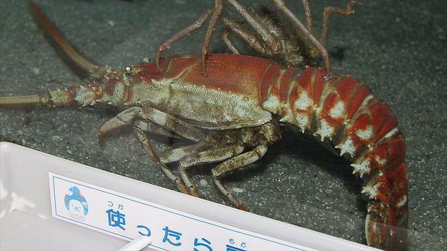 竹島の画像