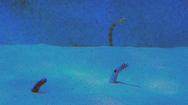 竹島の画像