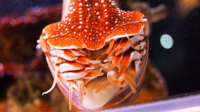 竹島の画像