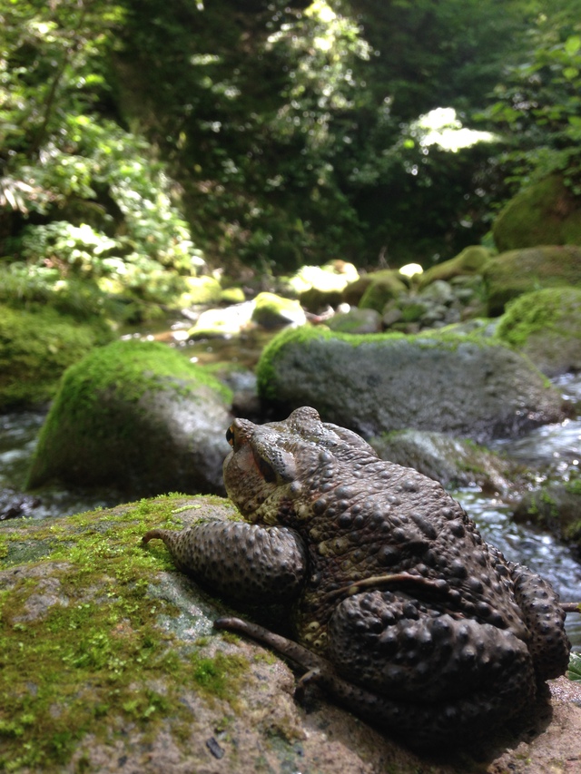 kousakuさんと大山岩魚釣行