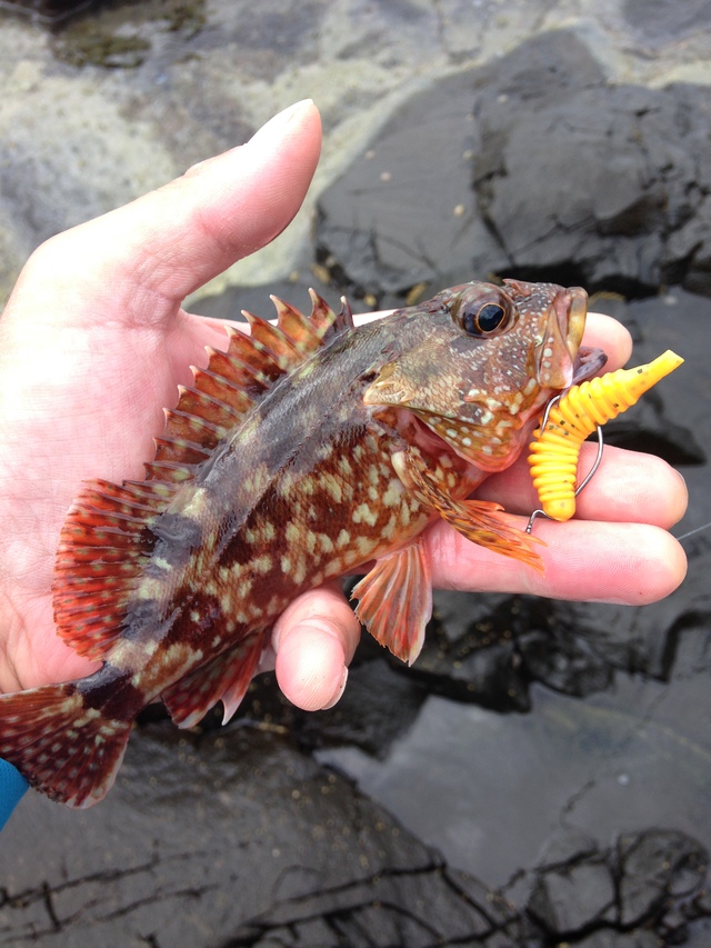 2デイズ釣行 〜日本海デイハードロック〜