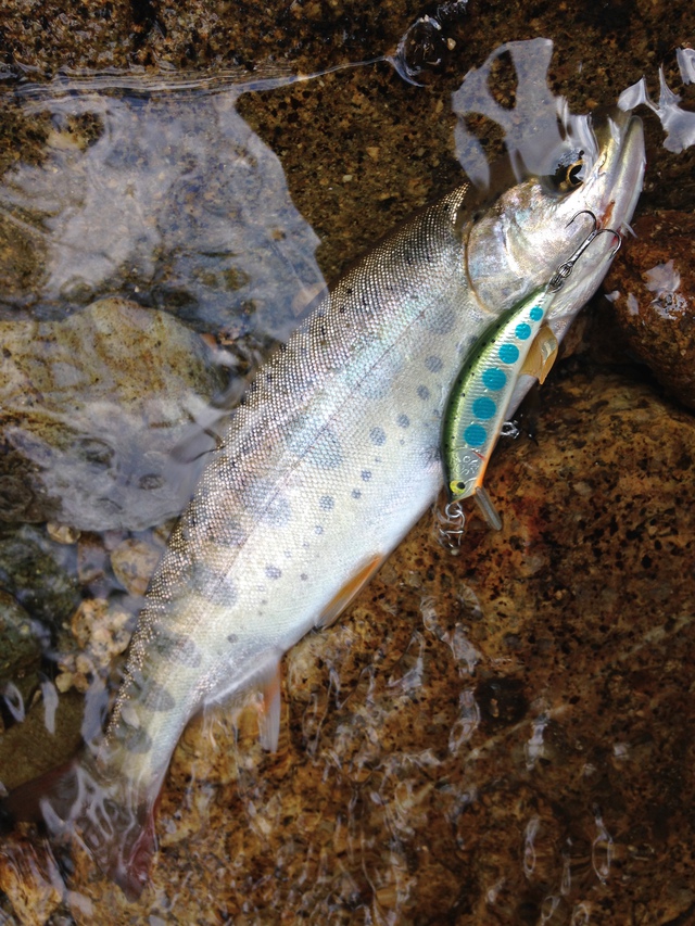 ホームリバー初釣行