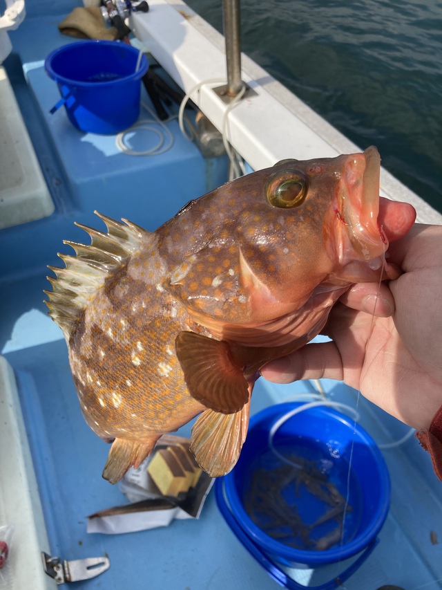 Simonの釣行記 船釣り 瀬戸内アコウ