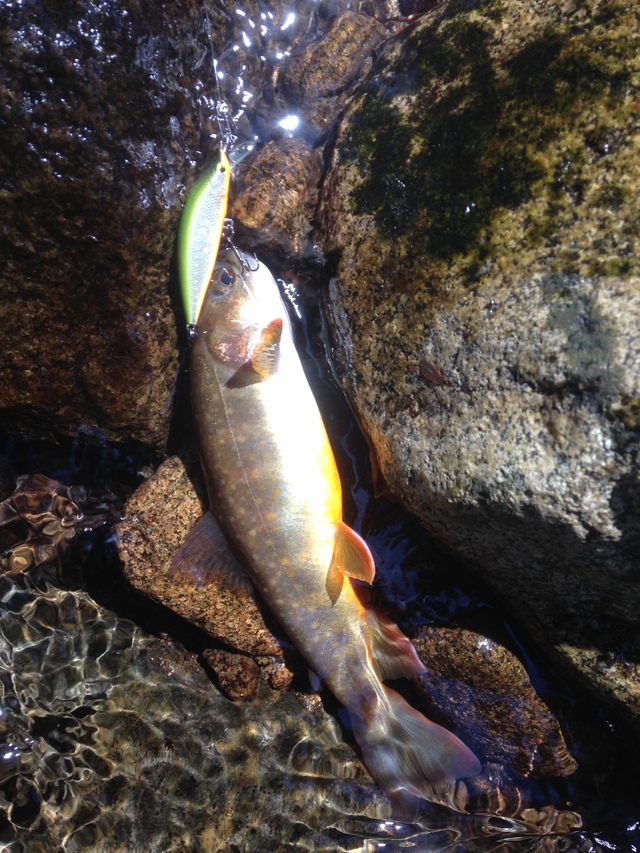 晴天の岩魚釣り日和