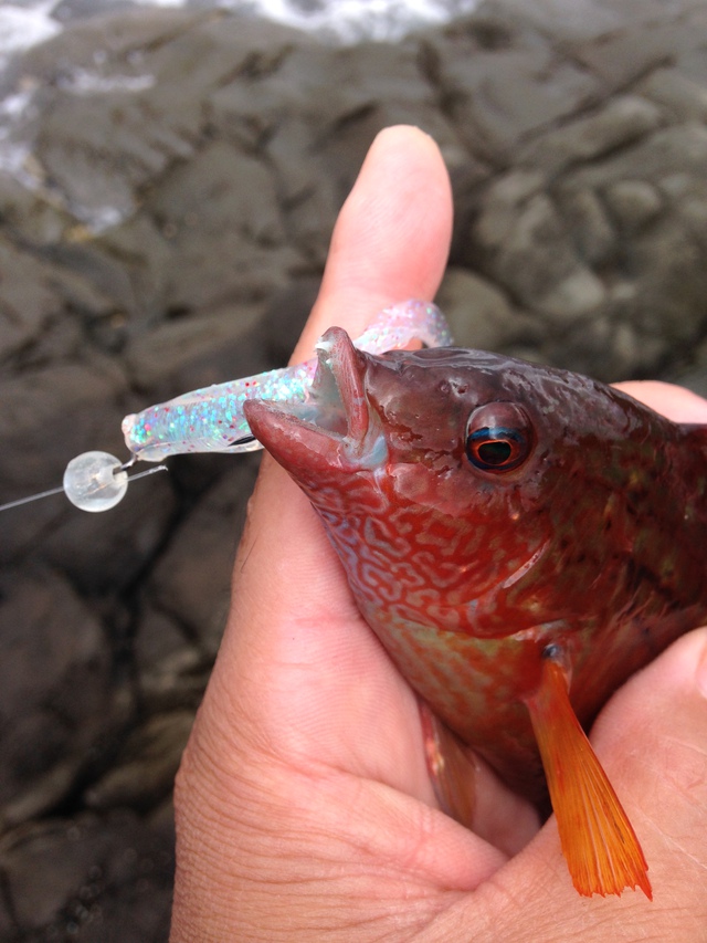 2デイズ釣行 〜日本海デイハードロック〜