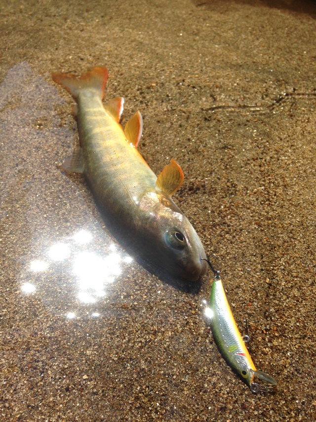 晴天の岩魚釣り日和