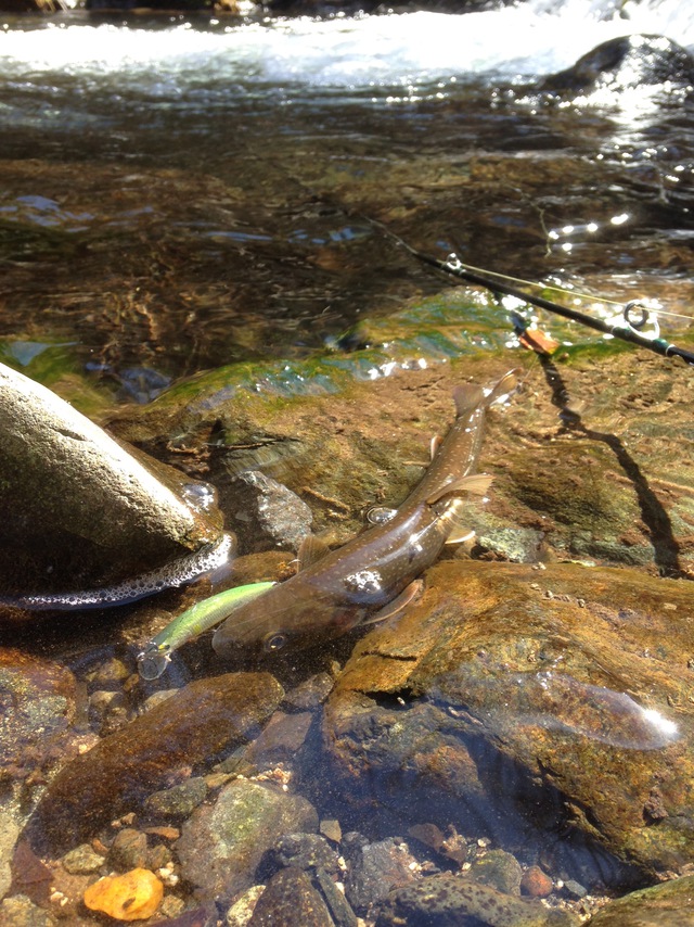 晴天の岩魚釣り日和