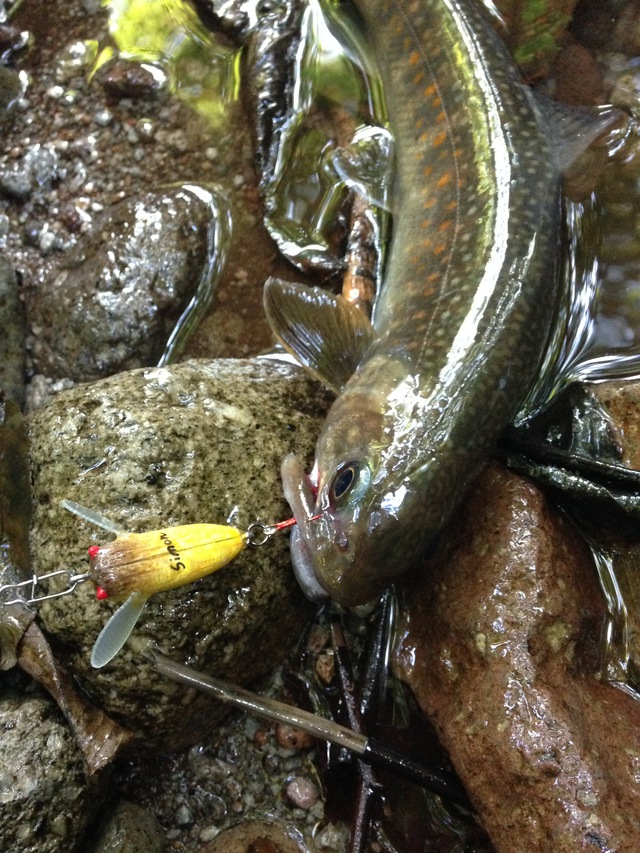 kousakuさんと大山岩魚釣行