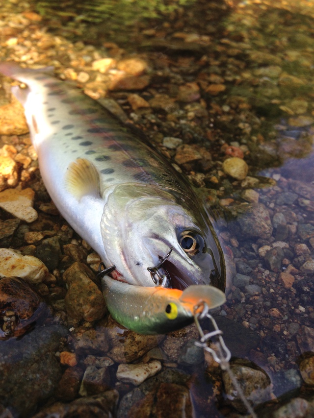 ホームリバー初釣行