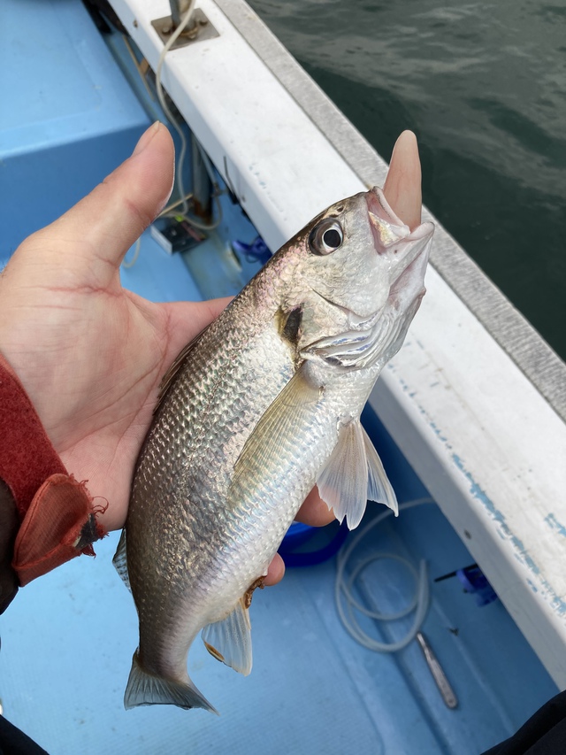 Simonの釣行記 船釣り 瀬戸内アコウ