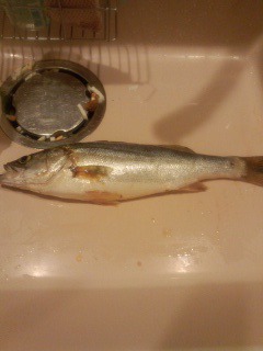 連日の釣果