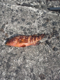 今回も根魚