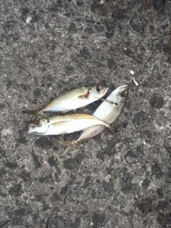 なかなか釣れません