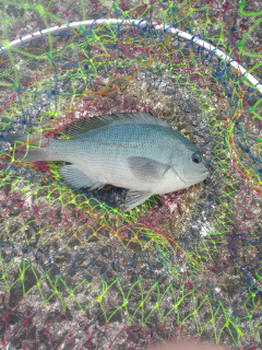 夏の魚も釣れた