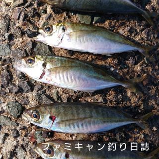 アジの泳がせ釣り