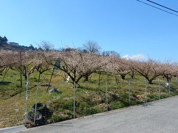 広橋梅林